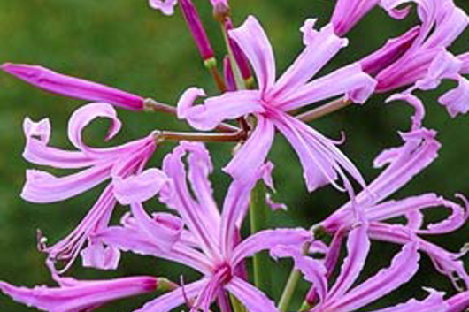 Nerine Lily-light pink