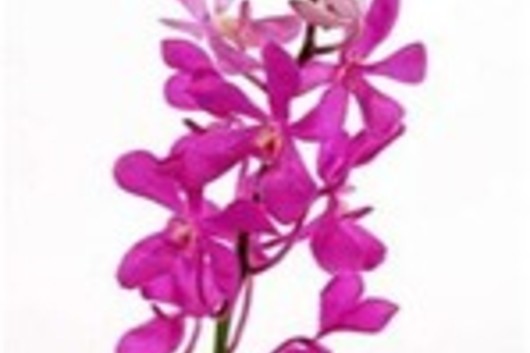 Orchid, Mokara-hot pink