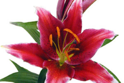 Oriental Lily, Kissproof