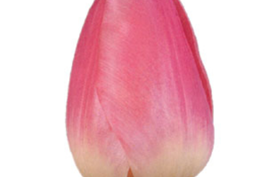 Tulips, French-pink