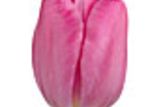 Tulips, Greenhouse-hot pink