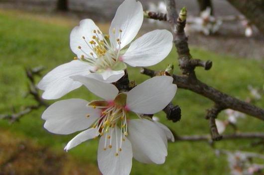 Almond, flowering branch-pink