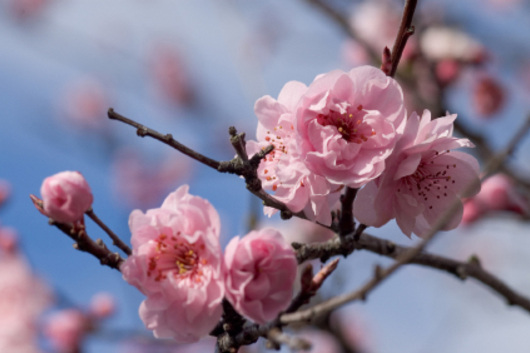 Cherry, flowering branch-pink