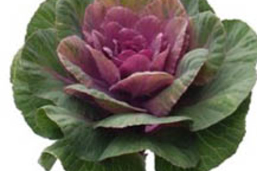 Cabbage Rosettes-pink/green