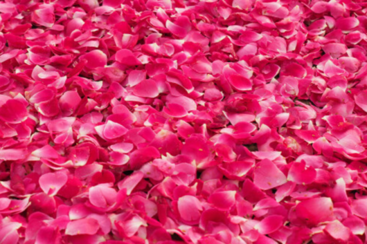 Rose Petal, Hot Pink