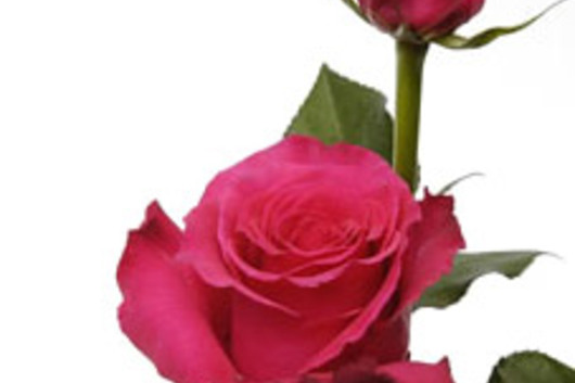 Rose Hot Lady Flower Floral Expert Dictionary Lobiloo