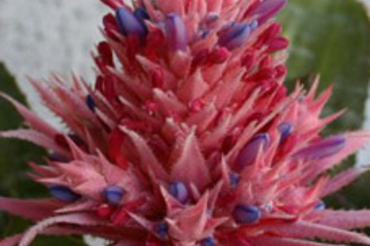 Bromeliad, large-pink/blue