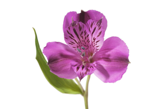 Alstroemeria-Purple