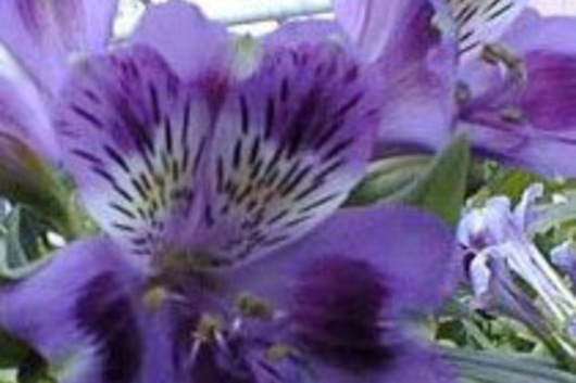 Alstroemeria-lavender