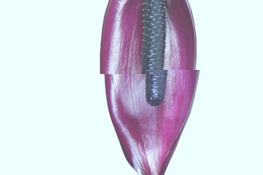 Anthuriums, Tulip-purple