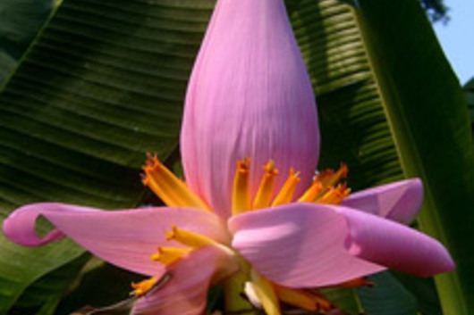 Banana Flower-purple