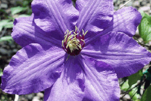 Clematis-purple