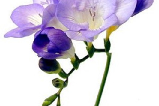 Freesia-lavender