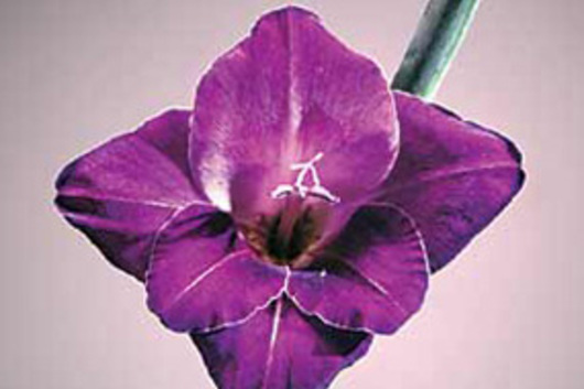 Gladiolus-purple