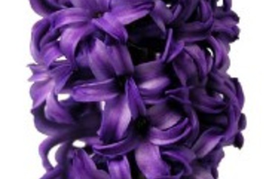 Hyacinth-purple