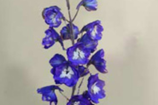 Hybrid Delphinium-purple