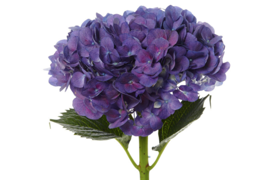 Hydrangea, Purple