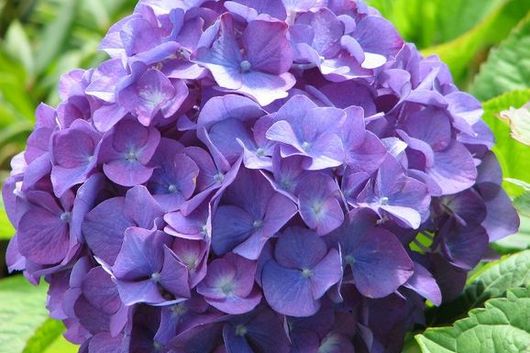 Hydrangea-purple