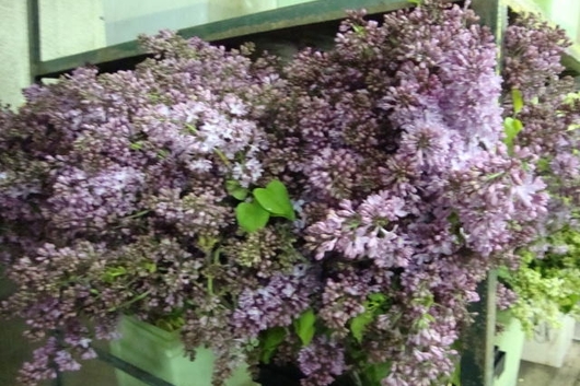Lilac, California-lavender