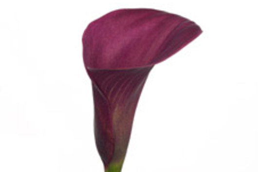 Mini Callas, purple