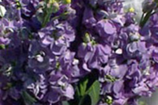 Stock-lavender