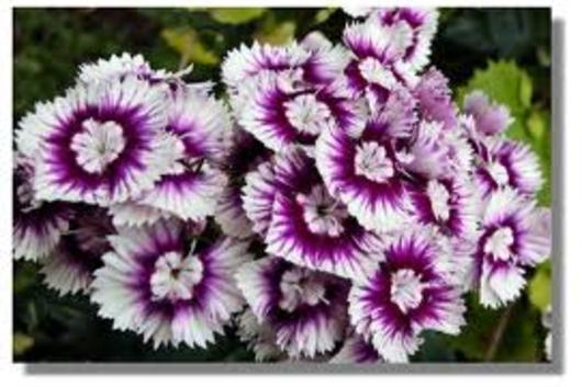 Sweet William-purple & white