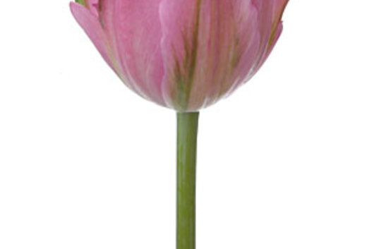 Tulips, Double-lavender
