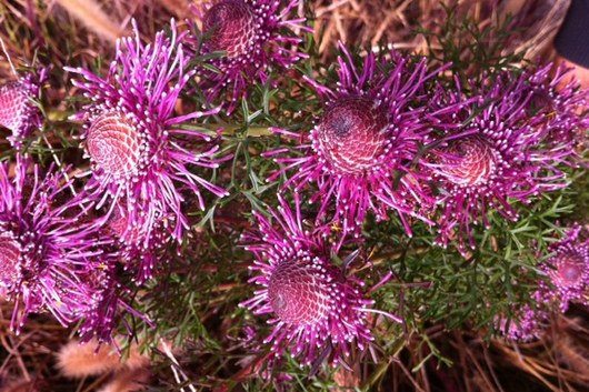 Protea, Pincushion-purple