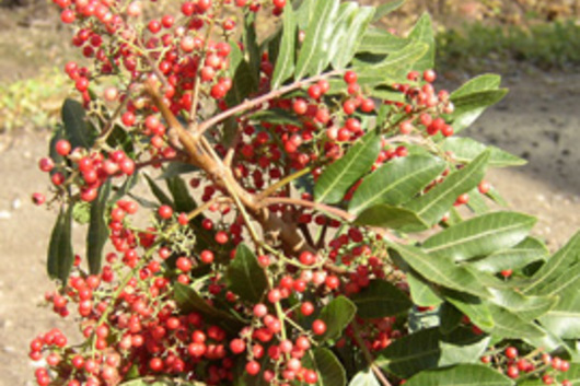 Pepperberry, Brazilian-upright