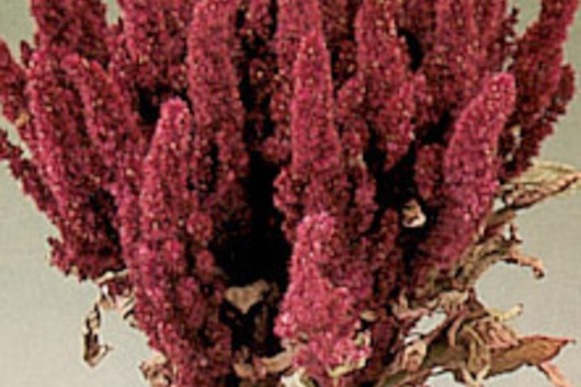 Amaranthus, upright-red