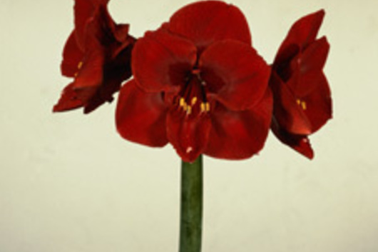 Amaryllis-red