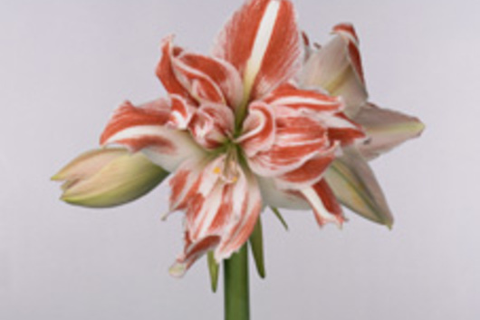Amaryllis, Dancing Queen red/white