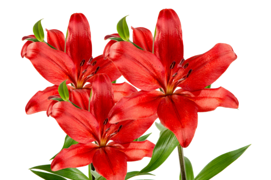 Lily, Red