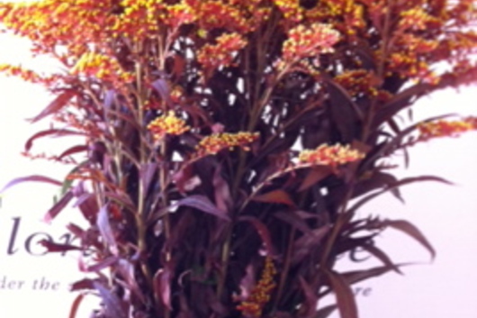 Aster, Solidago-tinted red