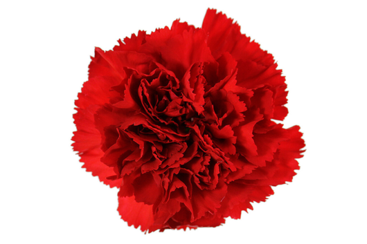 Carnations, Don Pedro, Red