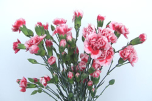 Carnations-white/red variegated