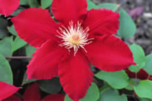Clematis-red