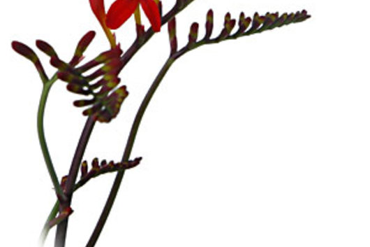 Crocosmia Flower-red
