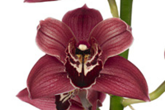 Cymbidium Orchid Sprays, large-burgundy
