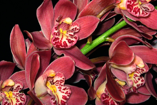 Cymbidium Orchid Sprays, mini-burgundy