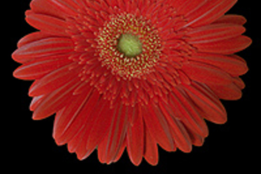 Gerberas-red (Red Explosion)
