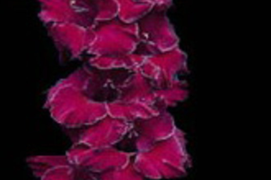 Gladiolus-burgundy
