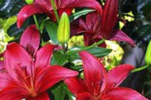 L.A. Hybrid Lily-red