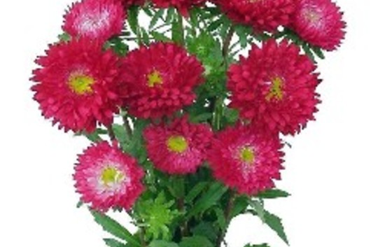 Matsumoto Asters-red