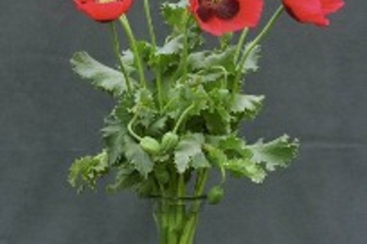 Poppies, Oriental-red