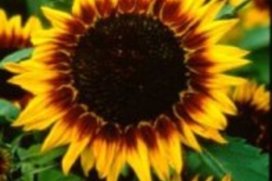Sunflowers, mini-Ring of Fire