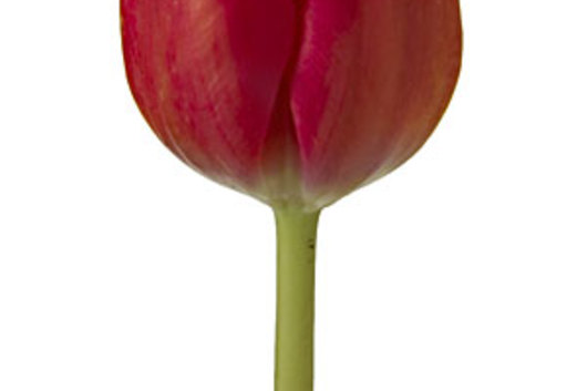 Tulips, Greenhouse-red