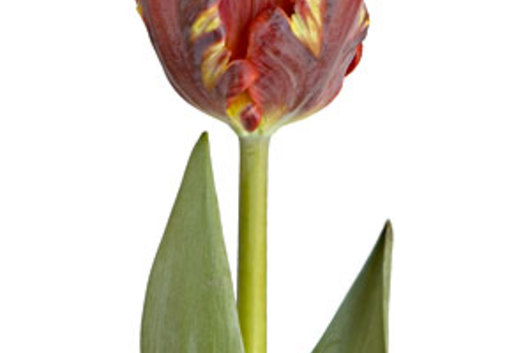 Tulips, Parrot-red