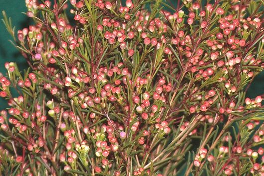 Waxflower, Red Pearl (budded)