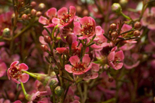 Waxflower, tinted-red